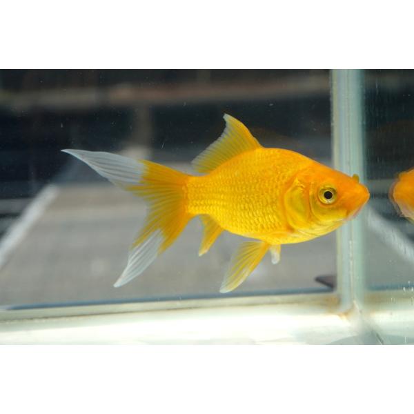 国産金魚　キラキラコメット　一点物（全長約12cm　弥冨産）