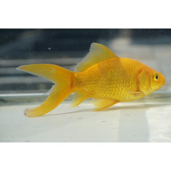 国産金魚　キラキラコメット　一点物（全長約12cm　弥冨産）