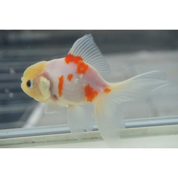 国産金魚 桜東錦 二才 一点物（全長約12cm）埼玉・志村氏 メス