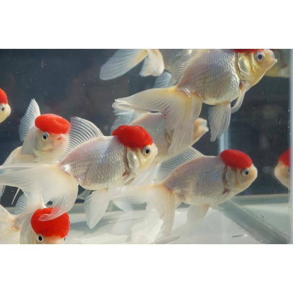 国産 金魚　二才　高頭丹頂　（全長約11-12cm）飯田産　棚田氏　選りなし