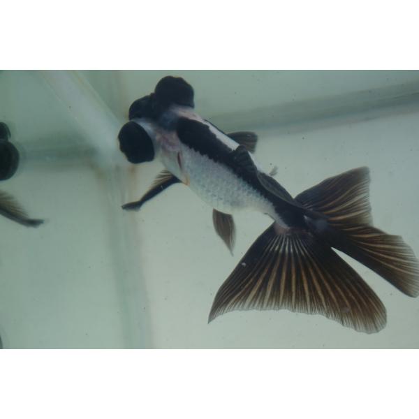 金魚　蝶尾　チョービ 　パンダ柄　一点物（全長約10cm）中国産　オス