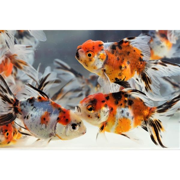 飯田産の二才東錦です。尾と胴体のバランスも良く、薄浅黄色に墨色と赤色が入っていい配色ぞろいです。肉瘤も出始め今後が楽しみな個体たちです。選りなしです。産地：飯田産　棚田氏　サイズ：全長約9-10cm・日曜日、月曜日着の発送はできません。・で...