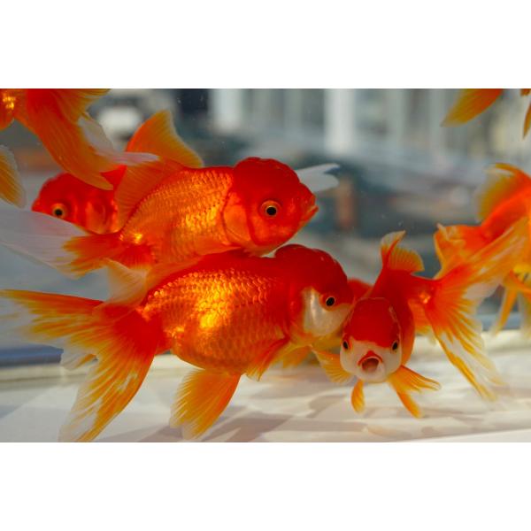 飯田産　棚田氏の二才オランダです。頭部の肉瘤もあり、胴体と尾のバランスもいいです。顔つきも良く鮮やかな赤色で見栄えもいいです。今後の変化も期待できます。上からも横からも見ごたえあります。選りなしです。サイズ：全長約11cm産地：飯田産・棚田...