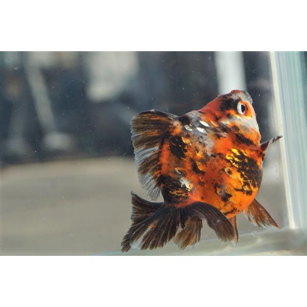 金魚 ショートテール 検索ランキング注目度順 金魚 ショートテール 総合