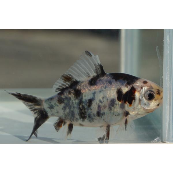 国産金魚　和金　変わり柄（全長約８cm　弥富産）　一点物