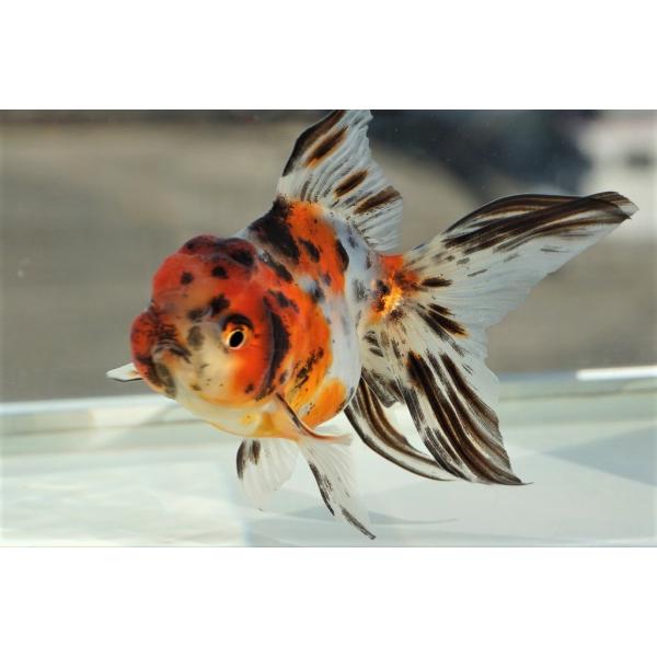 国産金魚 三才東錦 全長約11cm 飯田産 棚田氏 メス 一点物 Buyee Buyee Jasa Perwakilan Pembelian Barang Online Di Jepang