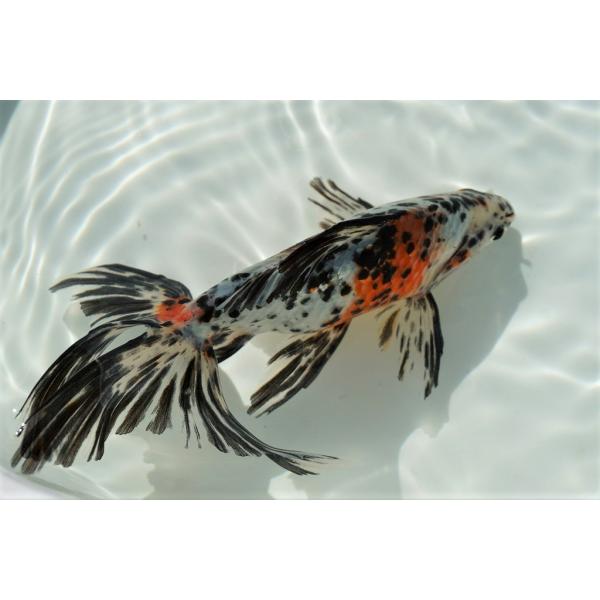 国産金魚　オーロラ（上）（全長約16−17cm　埼玉：志村氏）オス　一点物