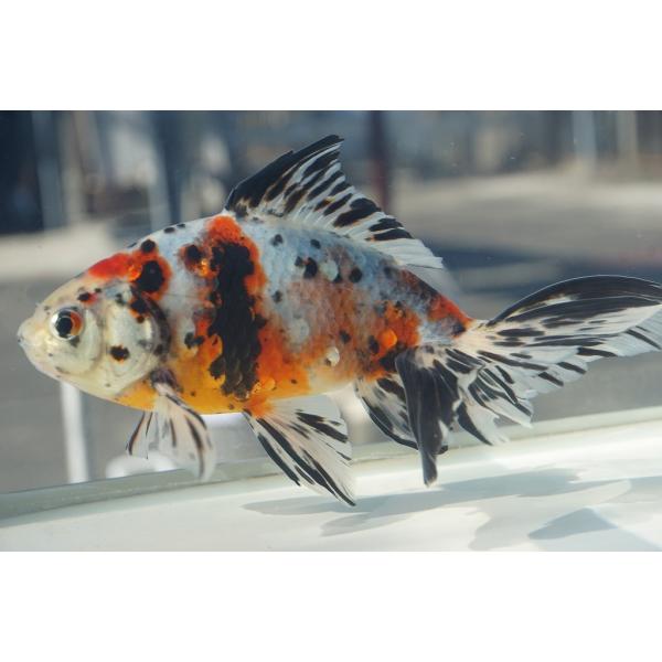 国産金魚　オーロラ（上）（全長約16−17cm　埼玉：志村氏）オス　一点物
