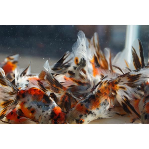 飯田産、棚田氏の二才東錦の2匹セットです。尾と胴体のバランスも良く、薄浅黄色に墨色と赤色が入っていい配色ぞろいです。肉瘤も出始め今後が楽しみな個体たちです。選りなし産地：飯田産　棚田氏　サイズ：全長約８ー９cm・日曜日、月曜日着の発送はでき...