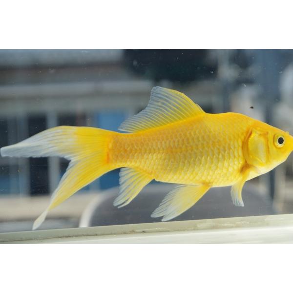 国産金魚　イエローコメット（全長約20cm　弥冨産）一点物