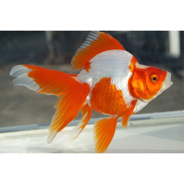 安い飯田 琉金の通販商品を比較 ショッピング情報のオークファン