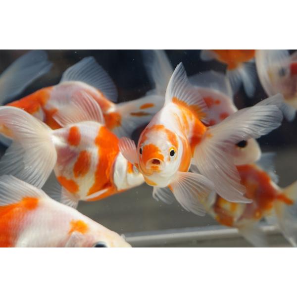 桜色のかわいい桜琉金の2匹セットです。柄がそれぞれ個性があり、小さい水槽でも飼いやすく泳ぐしぐさも愛嬌があります。選りなしです。サイズ：全長約8cm産地：弥富産　八木氏・月曜日、日曜日の到着日のご指定はできません。・できる限り最短でお受け取...