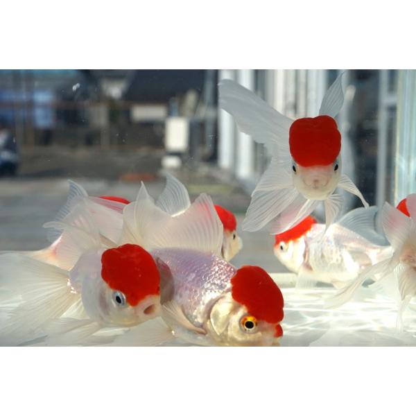 国産 金魚　三才　高頭丹頂　（全長約11‐12cm）飯田産　棚田氏　選りなし