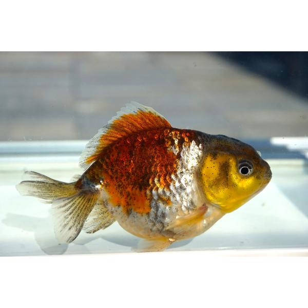 金魚 オランダショートテール 五色柄 一点物（全長約9-10cm）中国産