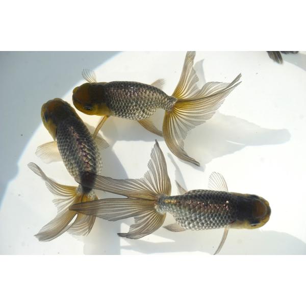 国産　金魚　二才青シューキン（全長約11cm　深見氏）　選りなし