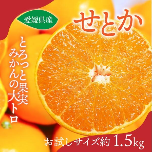 みかん せとか お試しサイズ 約1.5kg 50ケース限定 愛媛産 送料 みかん せとか お試しサイズ 約1.5kg 50ケース限定 愛媛産 送料
