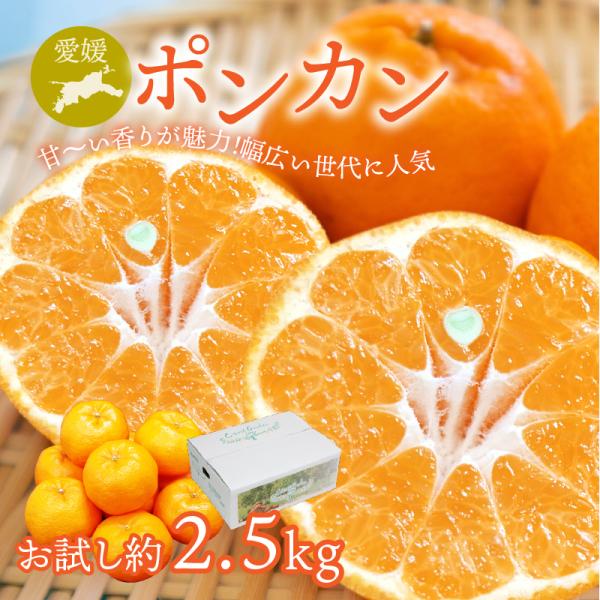 ポンカン ぽんかん お試し 約2.5kg 愛媛県産みかん みかん 柑橘類 予約