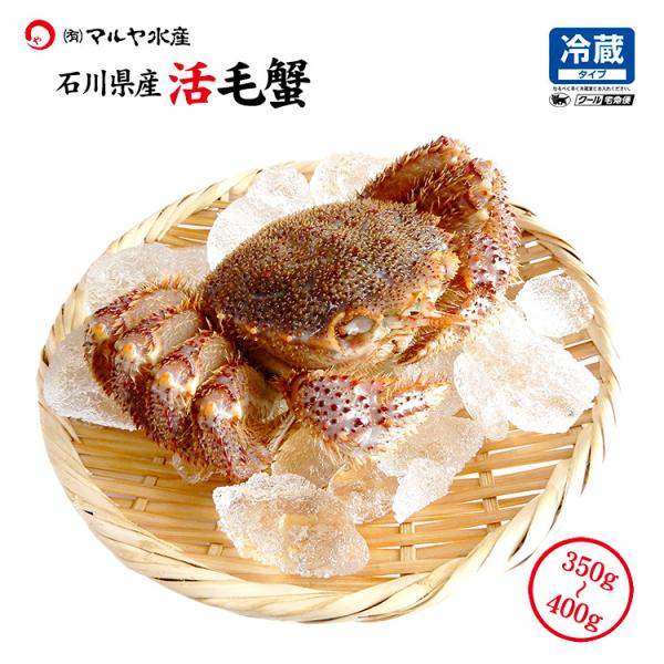 毛ガニ 毛蟹 訳あり 1匹 350g〜399g 石川県産 活蟹 or 茹で蟹 未冷凍品 加賀 能登 贈答 ギフト 通販 お取り寄せ 産地直送 送料無料