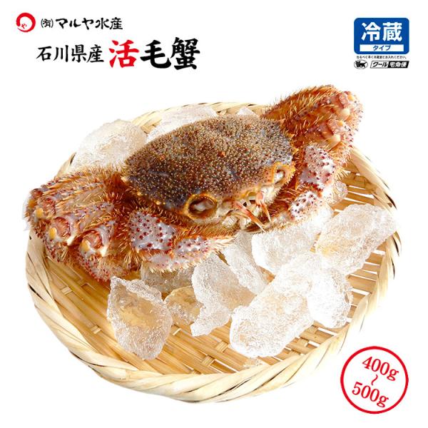 毛ガニ 毛蟹 訳あり 1匹 400g〜499g 石川県産 活蟹 or 茹で蟹 未冷凍品 加賀 能登 贈答 ギフト 通販 お取り寄せ 産地直送 送料無料