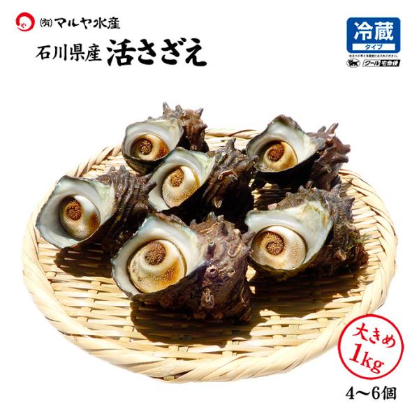 サザエ さざえ 石川県 大サイズ 1kg 4〜6個 詰合せ 産地直送 冷蔵 いきさざえ 活さざえ 栄螺 刺身 つぼ焼き BBQ 活貝 通販 お取寄せ 2セット送料無料