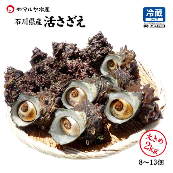 サザエ さざえ 石川県 大サイズ 2kg 8〜13個 詰合せ 産地直送 冷蔵 いきさざえ 活さざえ 栄螺 刺身 つぼ焼き BBQ 活貝 通販 お取寄せ 送料無料
