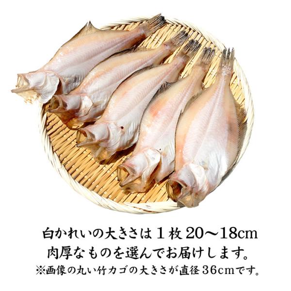 白かれい 干物 一夜干し 詰め合わせ 石川県産 大 18cm 5枚 Buyee Buyee 日本の通販商品 オークションの代理入札 代理購入