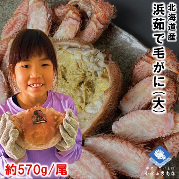 毛がに 毛ガニ 北海道産 浜茹で毛ガニ １杯約570ｇ 大サイズ 最上級品 堅ガニ ギフト 条件付き送料無料 お取り寄せ 2025年物 父の日 titinohi