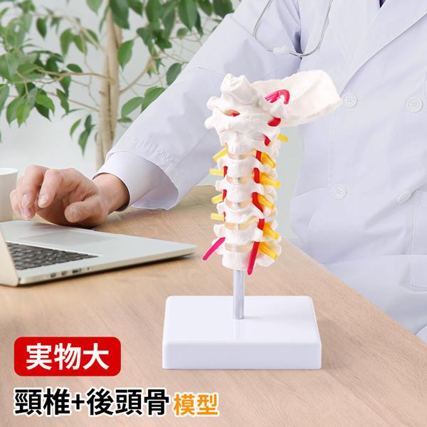 人体模型 骨格 頸椎 首の骨 椎骨 脊椎骨 骨 模型 骨模型 頸椎模型