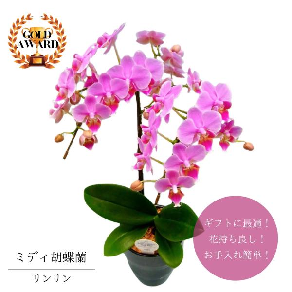 ミディ胡蝶蘭 金賞をダブル受賞品種 鉢植え リンリン ピンク ４号２本立 フラワーギフト ギフト プレゼント