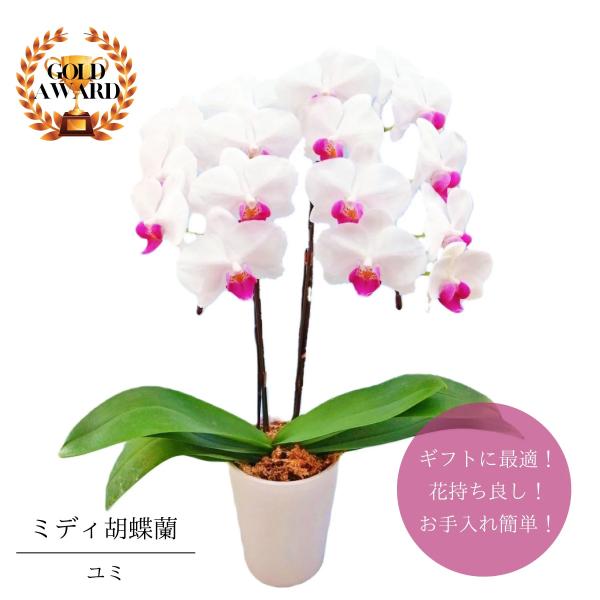 他サイト： ミディ胡蝶蘭 鉢植え ユミ 白 ピンクリップ ４号２本立 フラワーギフト プレゼント 上品の商品画像