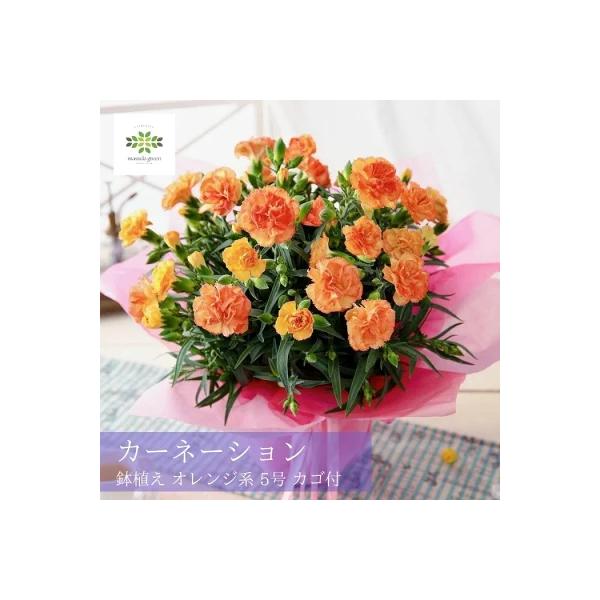 [Release date: May 1, 2026]ーフリルのような花がキュート！オレンジカーネーションー母の日の時期限定！華やかなビタミンカラーのオレンジカーネーション鉢植えです。ドレスのフリルのように花弁の先に細かい切れ込みが入るオレ...