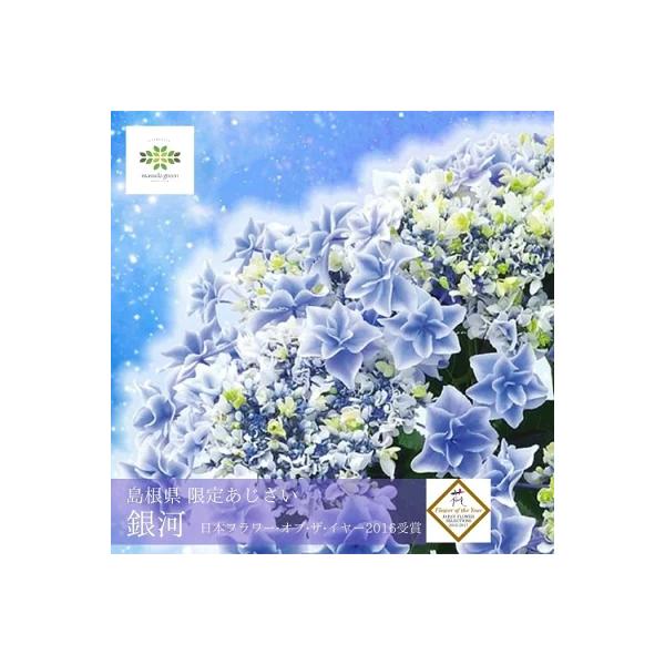 [Release date: May 1, 2026]ーまるで夜空に散りばめられた星のように輝くあじさいー国内最大規模の新品種コンテスト「ジャパンフラワーセレクション」の「フラワーオブザイヤー」を受賞。「F＆Gジャパンセレクション」及び新花...