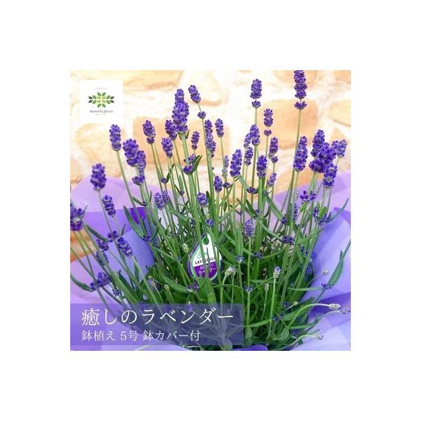 母の日 ギフト ラベンダー 香りのイングリッシュラベンダー 鉢植え プレゼント 贈り物 21 Buyee Buyee Japanese Proxy Service Buy From Japan Bot Online