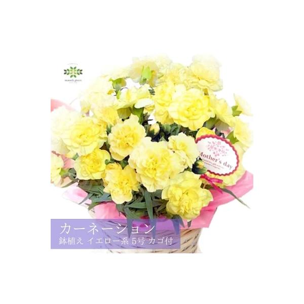 [Release date: May 1, 2026]ー幸せを呼ぶ鮮やかなイエローのカーネーションー母の日限定！黄色のカーネーションの鉢植えです。黄色のカーネーションは、とても希少で流通量が少ないこと、また元気で可愛らしい雰囲気を持つことか...