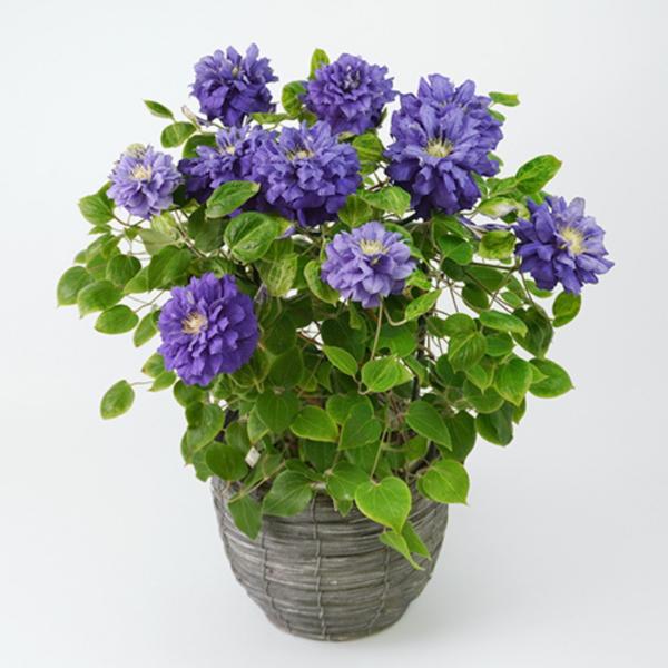 母の日用フラワーギフト クレマチス鉢植え 八重紫 キリテカナワ６号カゴ入 Buyee Buyee Japanese Proxy Service Buy From Japan Bot Online