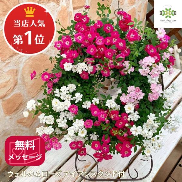 ーお客様をお迎えするのにふさわしい　笑顔のように咲くウェルカムローズー華やかな３色の四季咲きミニバラ(レンゲローズ）がリング状に咲き溢れます。付属のスタンドにたてかければすぐに飾れる高級ギフトに。大切なお客様をおむかえするのにふさわしい玄関...