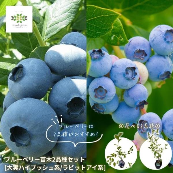 ブルーベリー 苗木 ハイブッシュ系 同系統 2品種セット 5号 ポット 大粒 大実 果樹苗