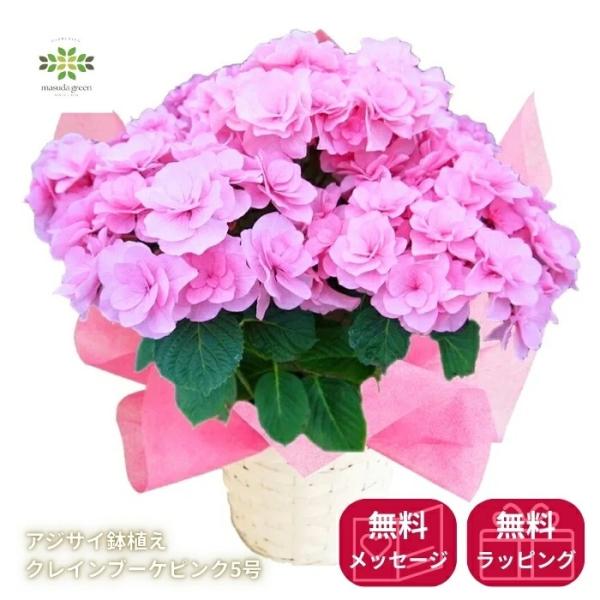 母の日 2026 希少 アジサイ 鉢植え 新品種 クレインブーケ ピンク 5号