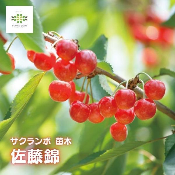 佐藤錦　4年さくらんぼ 苗木 果樹 鉢植え さくらんぼ 苗木 佐藤錦 4.5号 ロングポット 果樹苗 ガーデニング 家庭