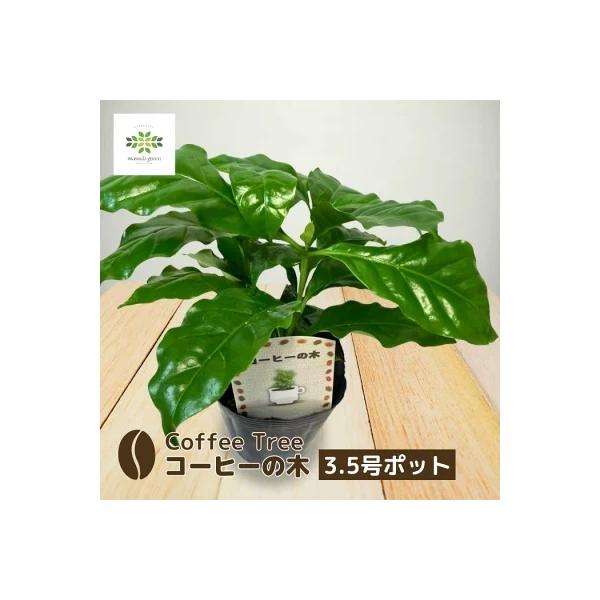 コーヒーの木 3.5号ポット 3本立ち 苗 観葉植物 珈琲 自家製コーヒー ボリューム