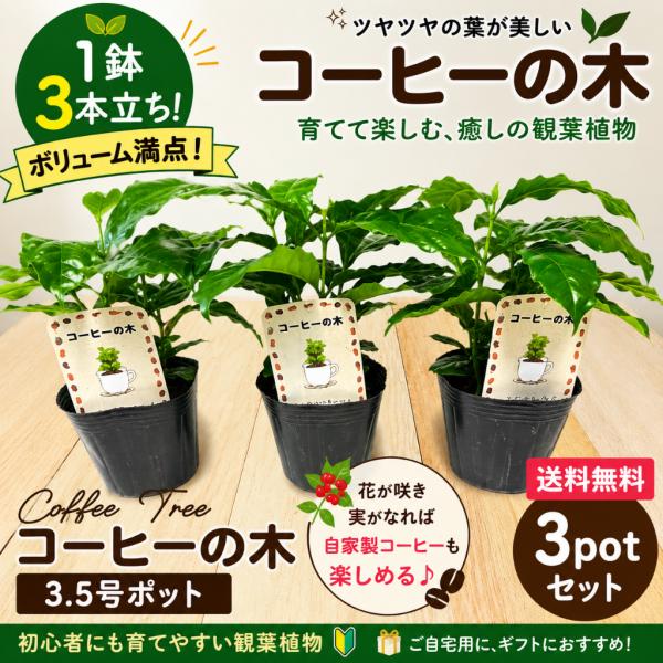 コーヒーの木 3.5号ポット 3本立ち お得な3ポットセット 観葉植物 coffee 珈琲 自家製コーヒー 苗木 ボリューム