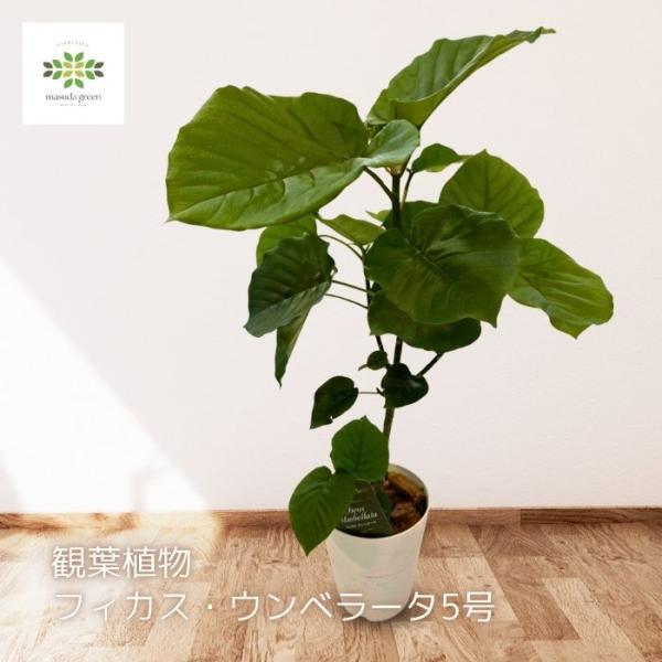 人気品種❗️ ファカス　ウンベラータ　ゴムの木 観葉植物　お祝い　プレゼント Amazon｜フィカス ウンベラータ 曲がり 螺旋 仕立て ゴムの木