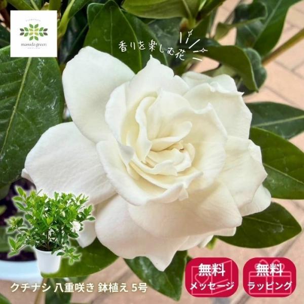 クチナシ 八重咲き 5号鉢植え 芳香花 ガーデニア 香りの花 初夏の花 白花 花鉢 花木 ギフト プレゼント 贈り物