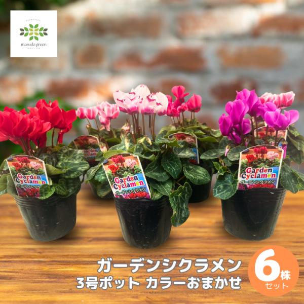 ガーデンシクラメン 苗 3号ポット 6株セット ガーデニング 花苗 花壇 庭 鉢 寄せ植え カラーおまかせ 耐寒性 小さい 秋 冬