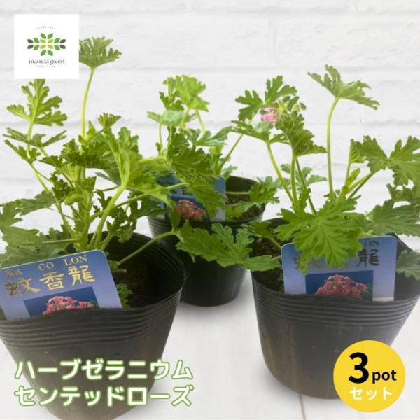 ハーブゼラニウム センテッドローズ 蚊避け 蚊よけ植物 虫除け 3.5号ポット 3ポットセット カコロン 蚊香龍