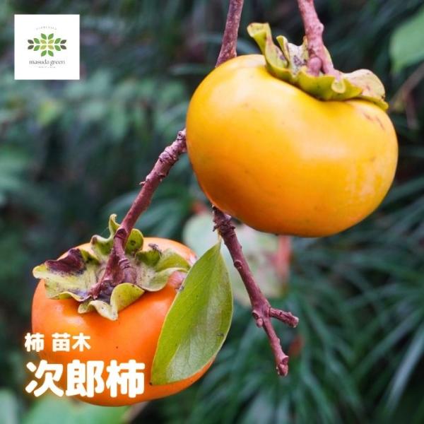 masudagreen1_kaki-jiro