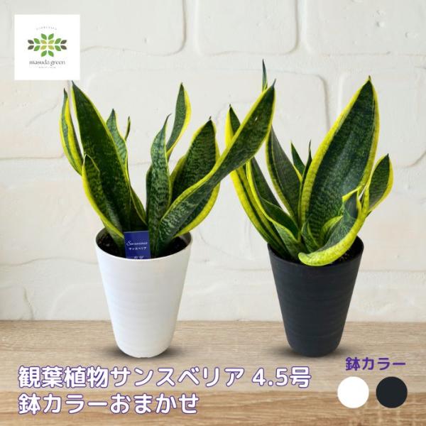 観葉植物 サンスベリア 4.5号鉢 鉢カラーおまかせ ホワイト ブラック