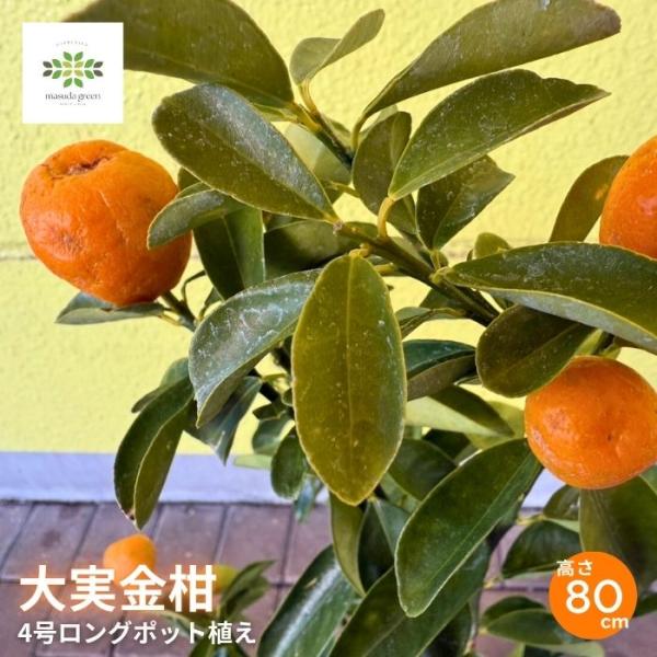 金柑 苗木 大実キンカン 4号 ロングポット きんかん 果樹苗 常緑低木 初心者 プランター 鉢植え 庭植え