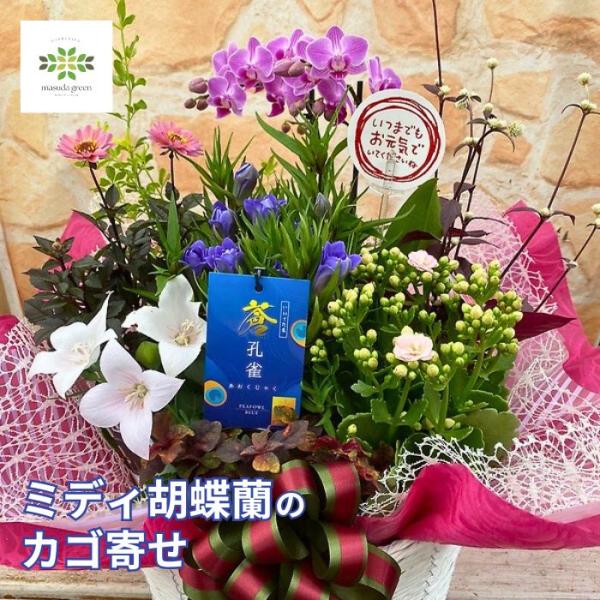 敬老の日 ミディ胡蝶蘭 豪華 カゴ寄せ フラワーギフト プレゼント 長寿 ラッピング付 コチョウラン 孫から