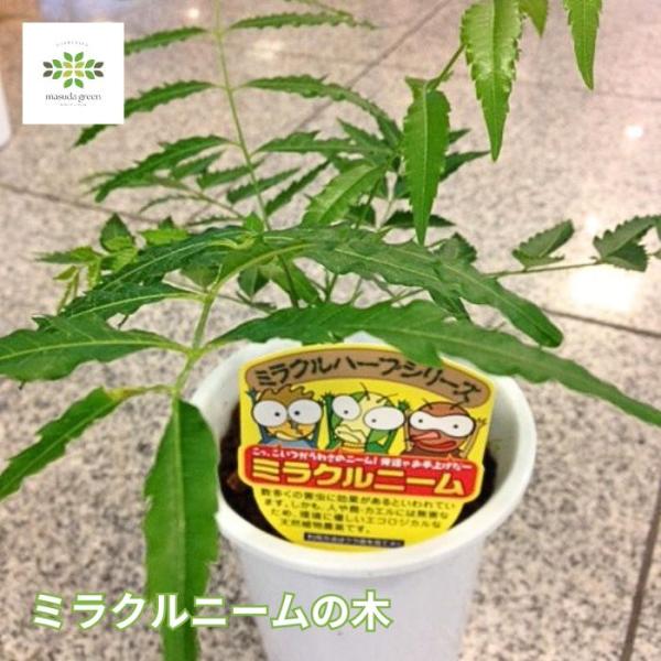 ミラクルニーム 夏の虫よけ対策 ペットやお子様にも安心 虫除け 木 ハーブ苗 ミラクルハーブ ４号 鉢植え 蚊除け 蚊よけ植物 防虫 害虫